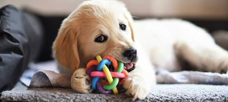 Dog Toys