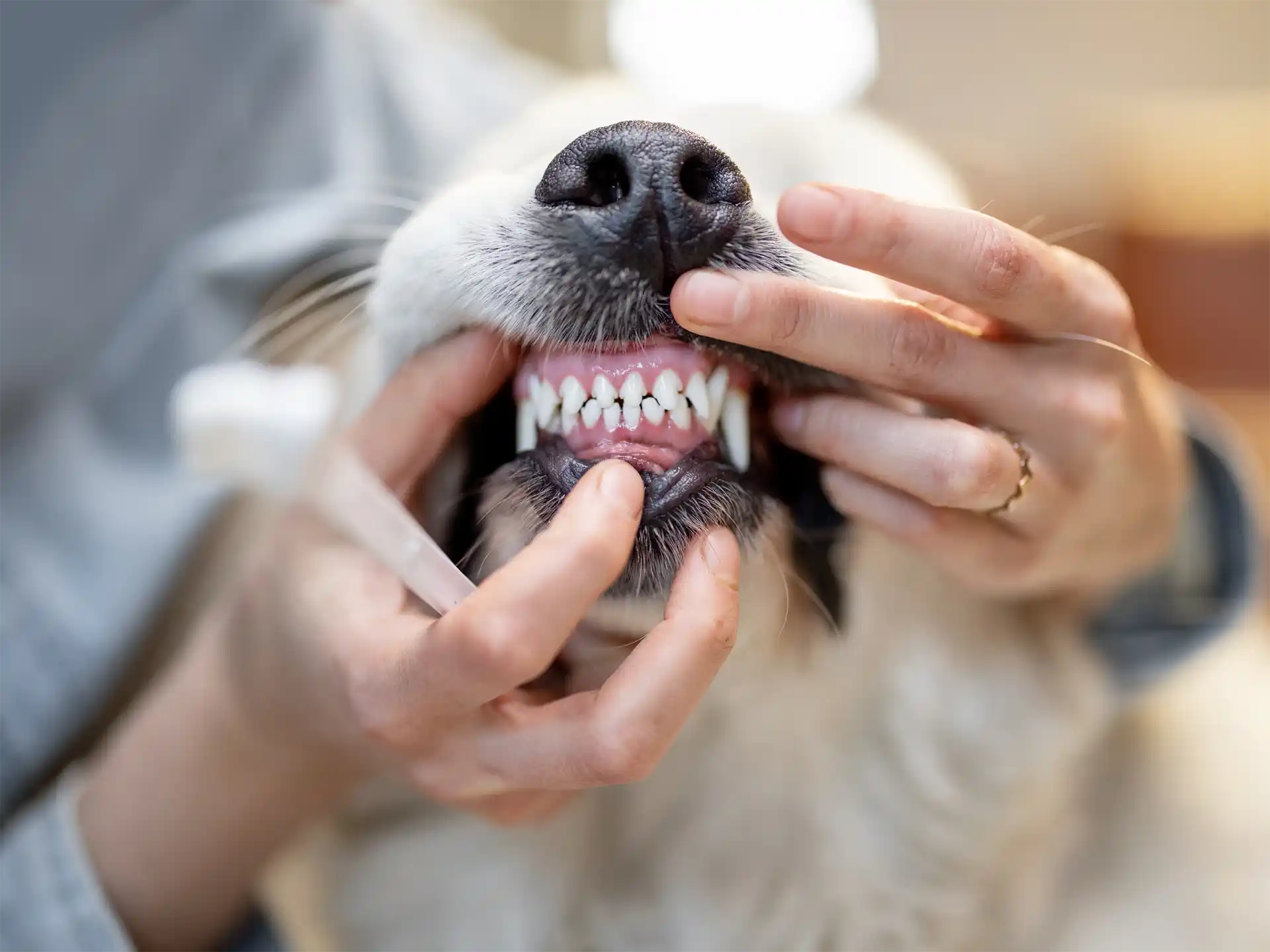 Dental Hygiene for Dogs