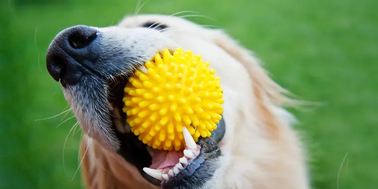 5 Signs Your Dog Is Bored (And How to Fix It)