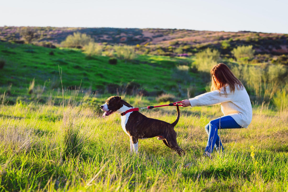 Is Your Dog Pulling on the Lead? Here’s How to Actually Stop It.