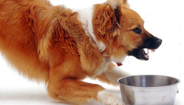 Dog Food Aggression: Why It Happens and How to Safely Fix It