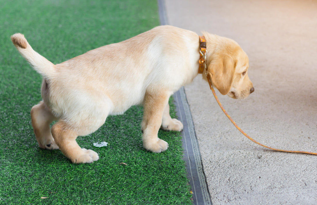 Puppy Toilet Training Made Easy: Tips, Routines & Must-Have Supplies