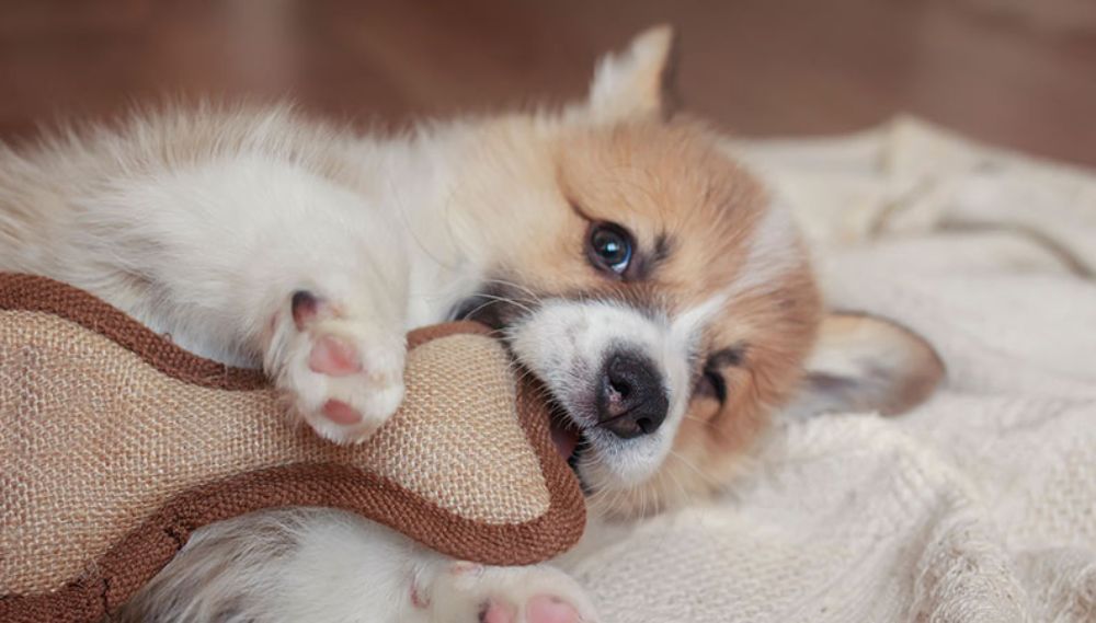 Puppy Teething Guide: Tips, Toys & Remedies to Help Your Pup