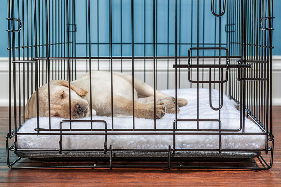 Crate Training a Puppy: Step-by-Step Guide for a Happy, Well-Trained Dog