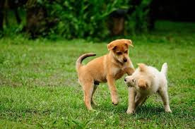 Puppy Socialisation Guide: Tips for Raising a Confident, Happy Dog
