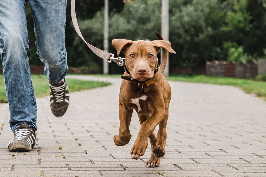 Walking Gear & Collars