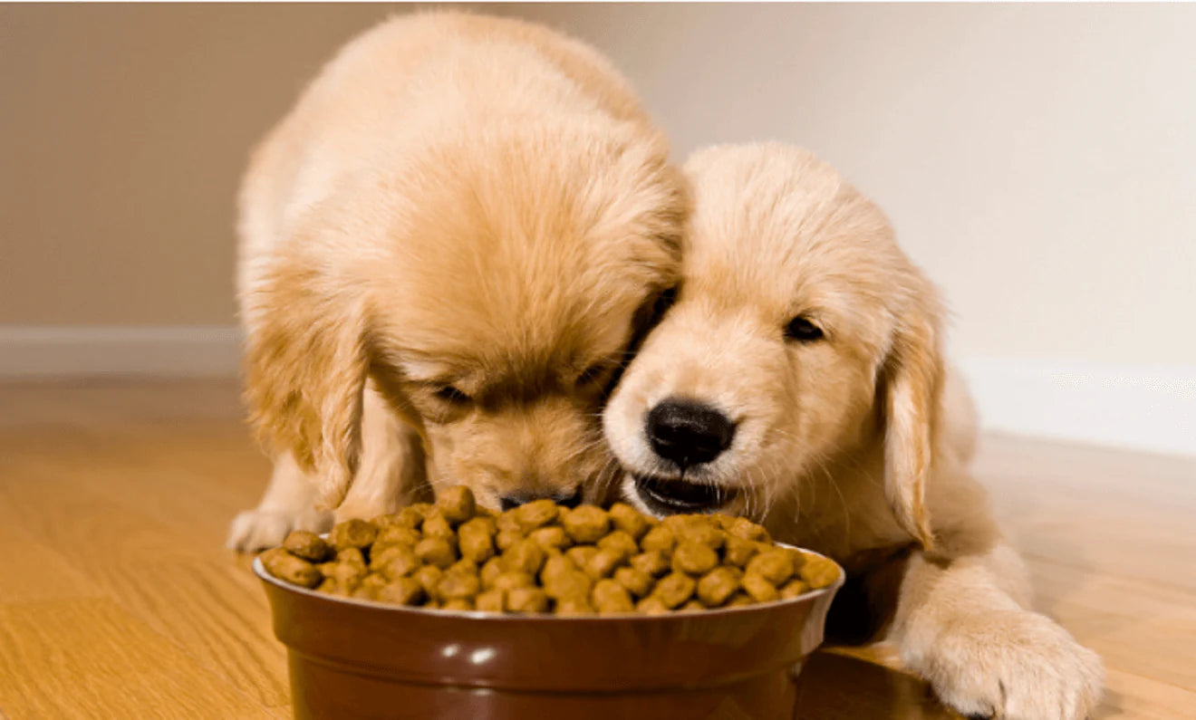 Dog Bowls