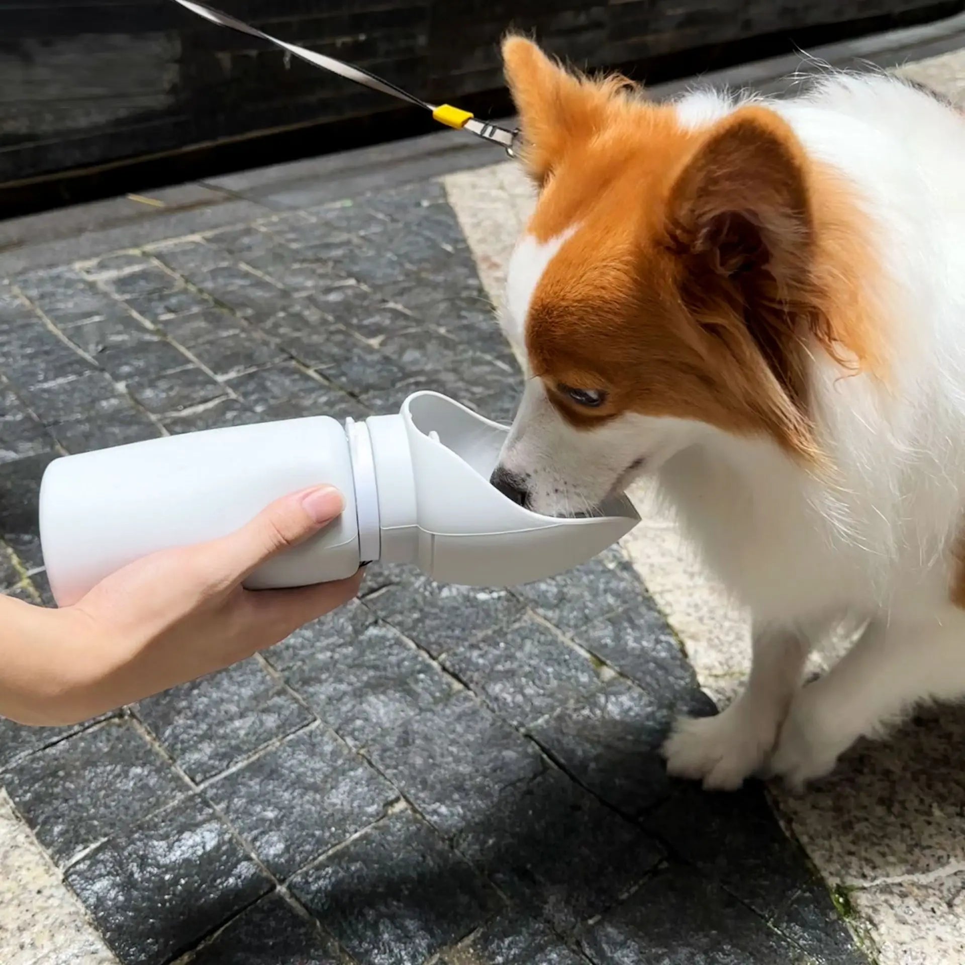Portable Folding Pet Water Bottle – Silicone Travel Cup for Dogs On the Go